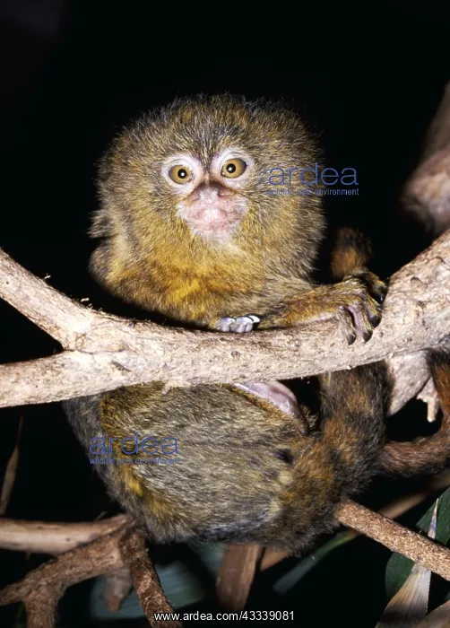  : PYGMY MARMOSET - ON BRANCH