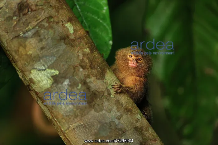 : Pygmy Marmoset / Dwarf Monkey Amacayacu National : Pygmy Marmoset / Dwarf Monkey Amacayacu National