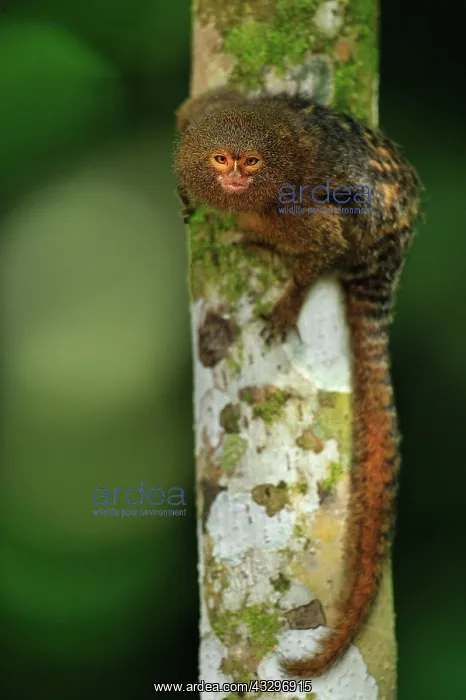 : Pygmy Marmoset / Dwarf Monkey Amacayacu National : Pygmy Marmoset / Dwarf Monkey Amacayacu National