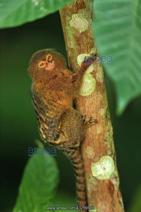 : Pygmy Marmoset / Dwarf Monkey Amacayacu National : Pygmy Marmoset / Dwarf Monkey Amacayacu National