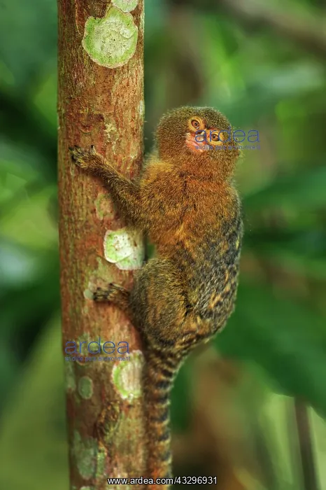: Pygmy Marmoset / Dwarf Monkey Amacayacu National : Pygmy Marmoset / Dwarf Monkey Amacayacu National