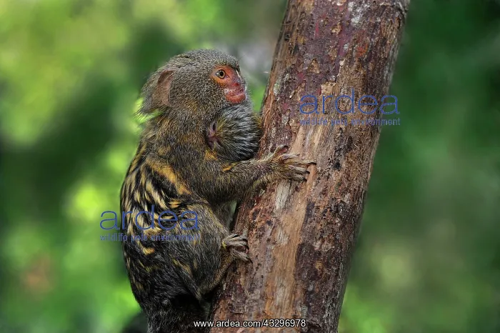 : Pygmy Marmoset / Dwarf Monkey Amacayacu National : Pygmy Marmoset / Dwarf Monkey Amacayacu National