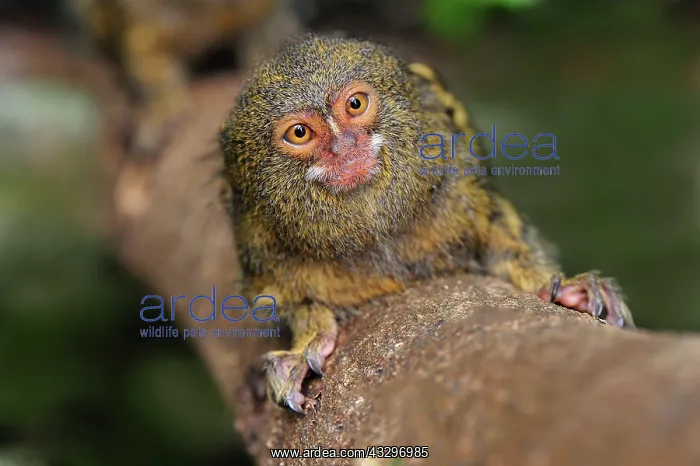 : Pygmy Marmoset / Dwarf Monkey Amacayacu National : Pygmy Marmoset / Dwarf Monkey Amacayacu National