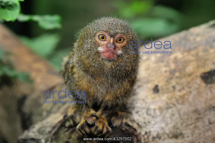  : Pygmy Marmoset  /  Dwarf Monkey Amacayacu National
