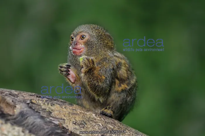 : Pygmy Marmoset / Dwarf Monkey Amacayacu National : Pygmy Marmoset / Dwarf Monkey Amacayacu National