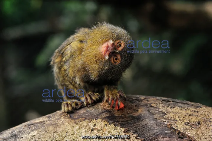 : Pygmy Marmoset / Dwarf Monkey Amacayacu National : Pygmy Marmoset / Dwarf Monkey Amacayacu National