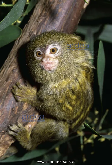: PYGMY MARMOSET - ON TREE : PYGMY MARMOSET - ON TREE