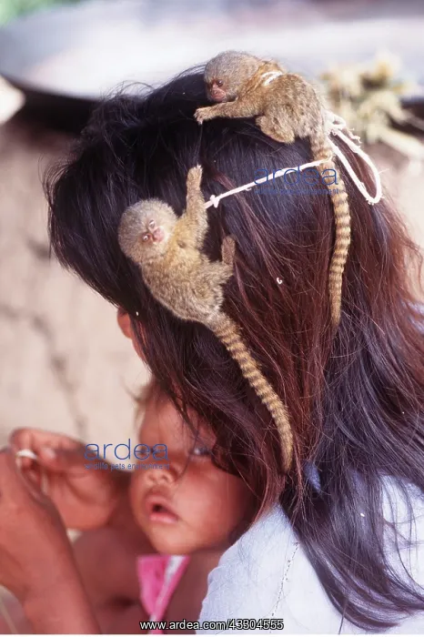  : PYGMY MARMOSET - twins on woman's head