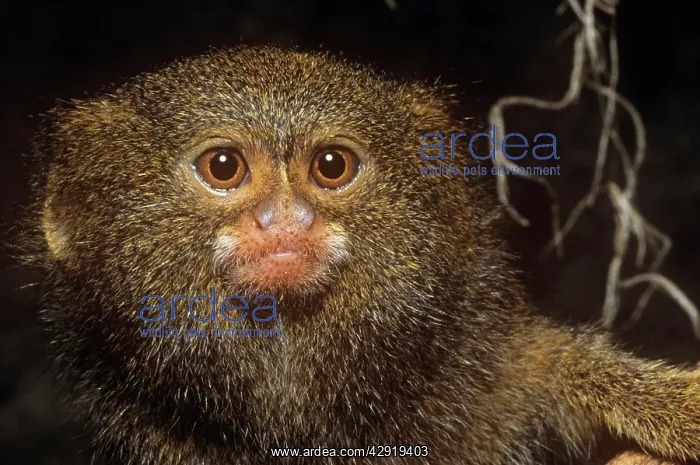 : Pygmy Marmoset - worlds smallest Monkey : Pygmy Marmoset - worlds smallest Monkey