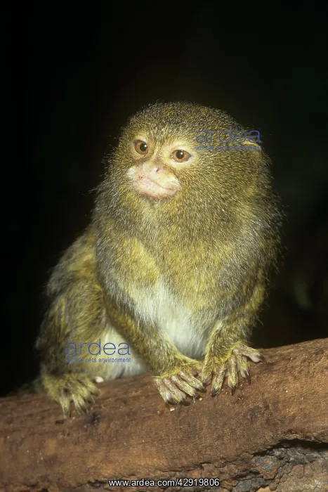 : Pygmy Marmoset - worlds smallest Monkey : Pygmy Marmoset - worlds smallest Monkey