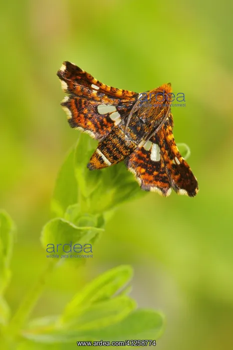 : Pygmy moth (Thyris fenestrella) laid to warm in : Pygmy moth (Thyris fenestrella) laid to warm in
