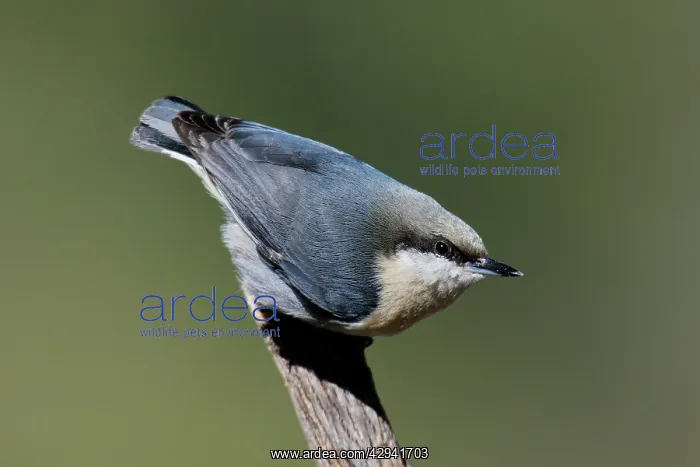  : Pygmy Nuthatch