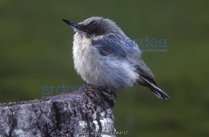 : Pygmy Nuthatch : Pygmy Nuthatch
