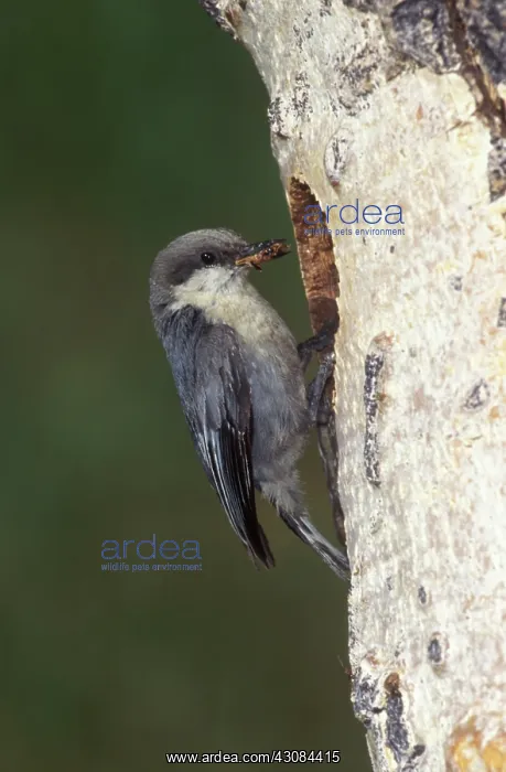: Pygmy Nuthatch : Pygmy Nuthatch