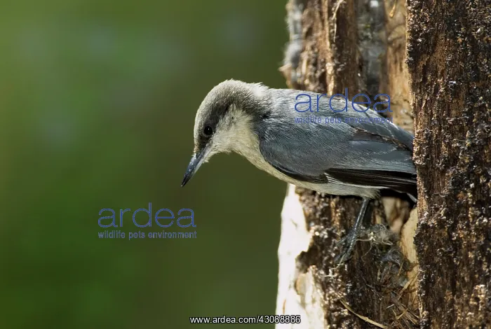  : Pygmy Nuthatch