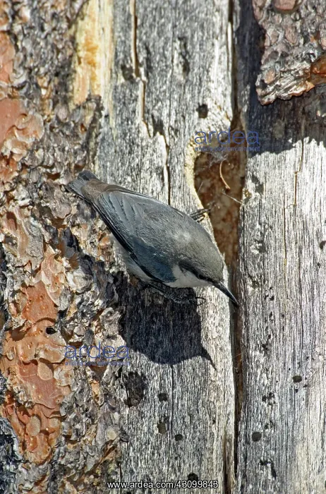 : Pygmy Nuthatch at nest : Pygmy Nuthatch at nest