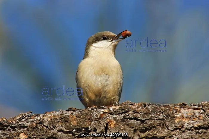 : Pygmy Nuthatch - with nut in beak : Pygmy Nuthatch - with nut in beak