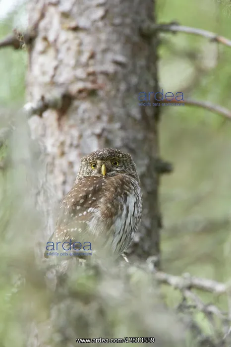 : Pygmy Owl (Glaucidium passerinum). Oulu Region, Finland : Pygmy Owl (Glaucidium passerinum). Oulu Region, Finland