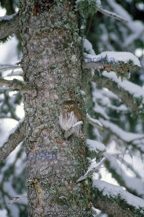 : PYGMY OWL (Glaucidium passerinum). Swiss Alps : PYGMY OWL (Glaucidium passerinum). Swiss Alps