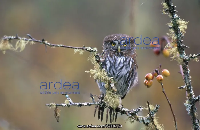 : Pygmy Owl, (Glaucidium gnoma) : Pygmy Owl, (Glaucidium gnoma)