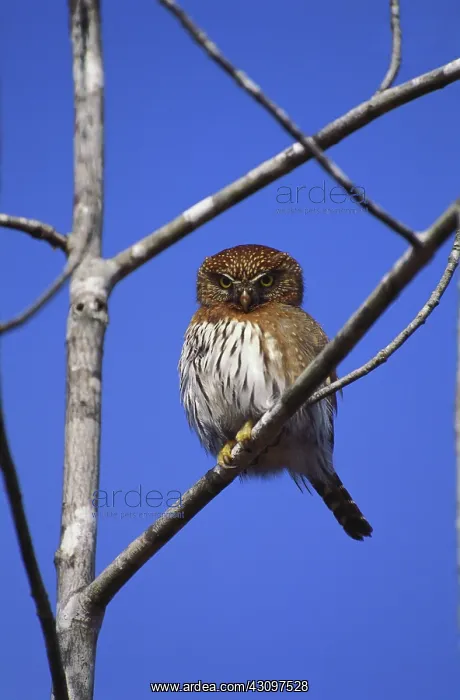 : Pygmy Owl. Washington, Olympic National Park, Pygmy Owl : Pygmy Owl. Washington, Olympic National Park, Pygmy Owl