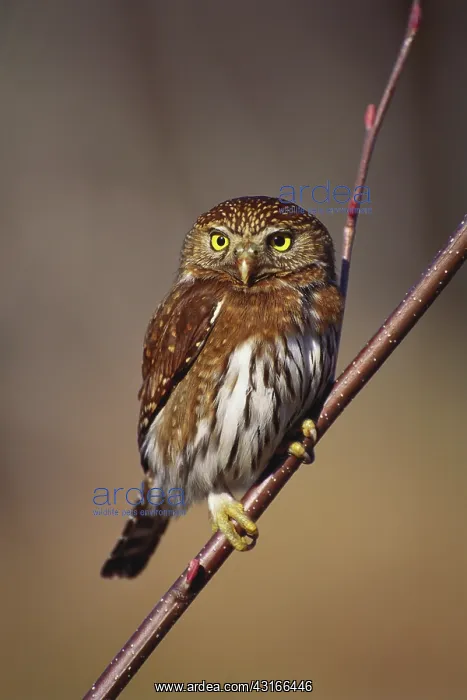 : Pygmy Owl. Washington, Olympic National Park, Pygmy Owl (Glaucidium gnoma) : Pygmy Owl. Washington, Olympic National Park, Pygmy Owl (Glaucidium gnoma)