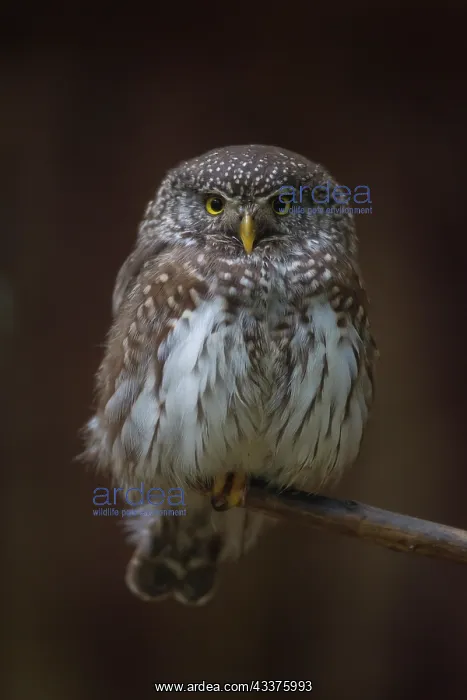 : Pygmy Owl - adult bird perched on a branch - Germany : Pygmy Owl - adult bird perched on a branch - Germany