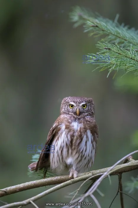 : Pygmy Owl - adult bird perched on a branch - Germany : Pygmy Owl - adult bird perched on a branch - Germany