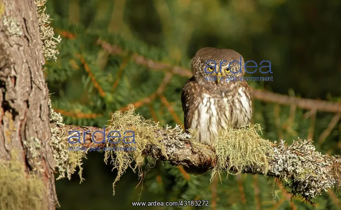  : Pygmy Owl (Glaucicium passerinum), sitting on a