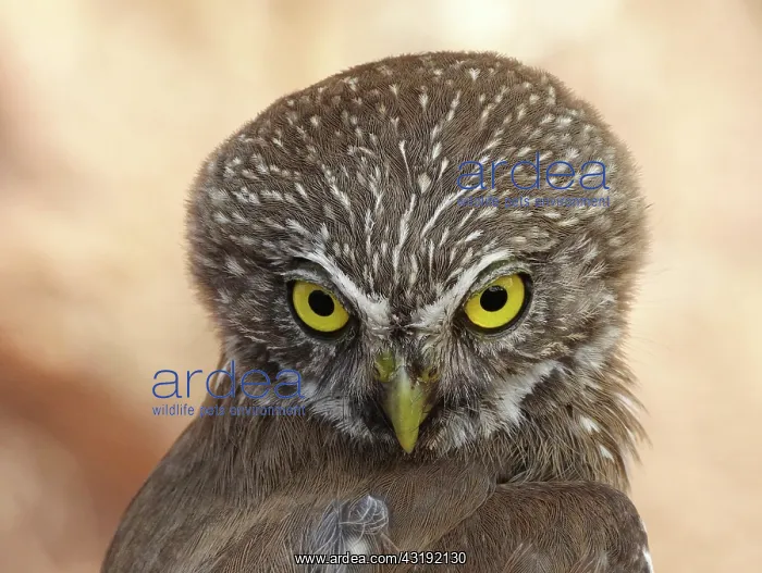 : Pygmy owl (Glaucidium brasilianum) in the physiographic : Pygmy owl (Glaucidium brasilianum) in the physiographic