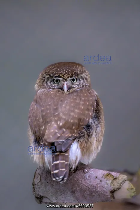 : Pygmy Owl (Glaucidium passerinum), Captive, Bavaria : Pygmy Owl (Glaucidium passerinum), Captive, Bavaria