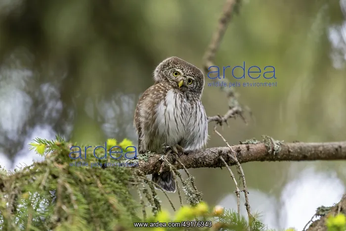 : Pygmy Owl (Glaucidium passerinum) : Pygmy Owl (Glaucidium passerinum)