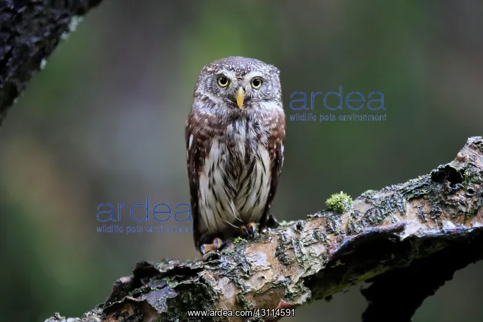 : Pygmy owl (Glaucidium passerinum), adult, on tree : Pygmy owl (Glaucidium passerinum), adult, on tree