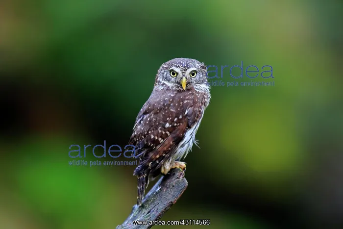 : Pygmy owl (Glaucidium passerinum), adult, waiting : Pygmy owl (Glaucidium passerinum), adult, waiting