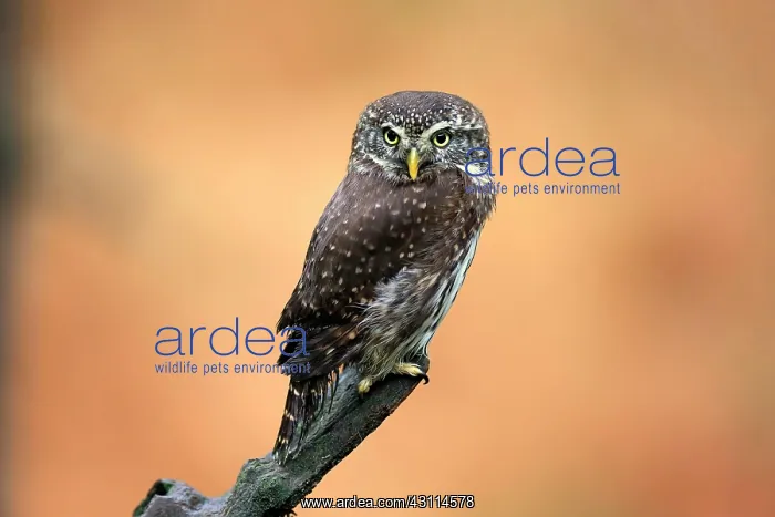 : Pygmy owl (Glaucidium passerinum), adult, waiting : Pygmy owl (Glaucidium passerinum), adult, waiting
