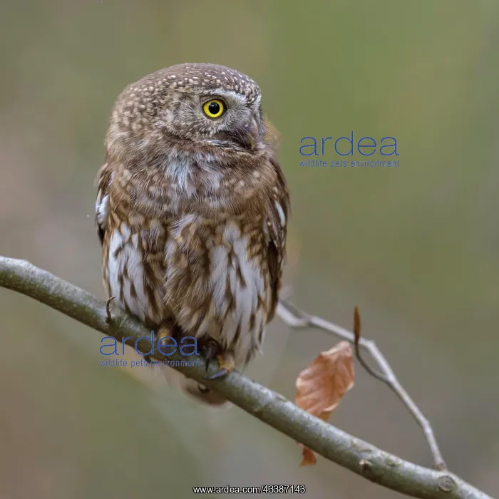 : Pygmy Owl (Glaucidium passerinum), female on beech : Pygmy Owl (Glaucidium passerinum), female on beech