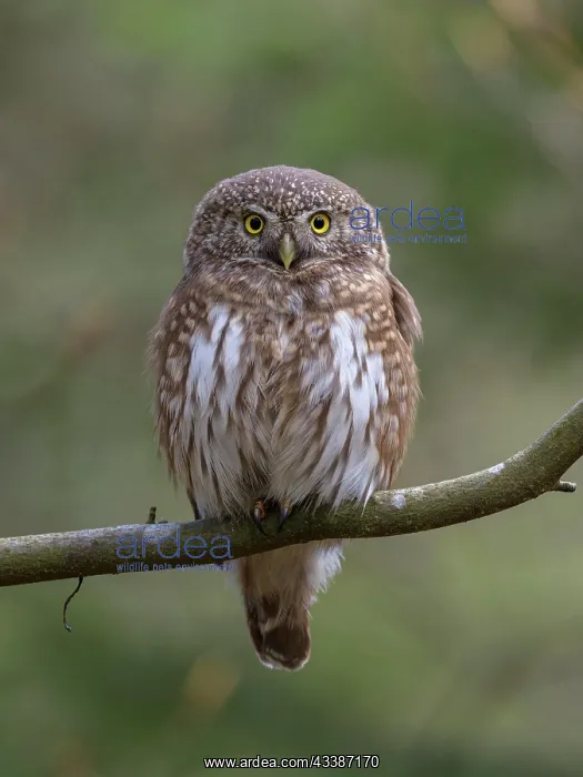 : Pygmy Owl (Glaucidium passerinum), female on beech : Pygmy Owl (Glaucidium passerinum), female on beech