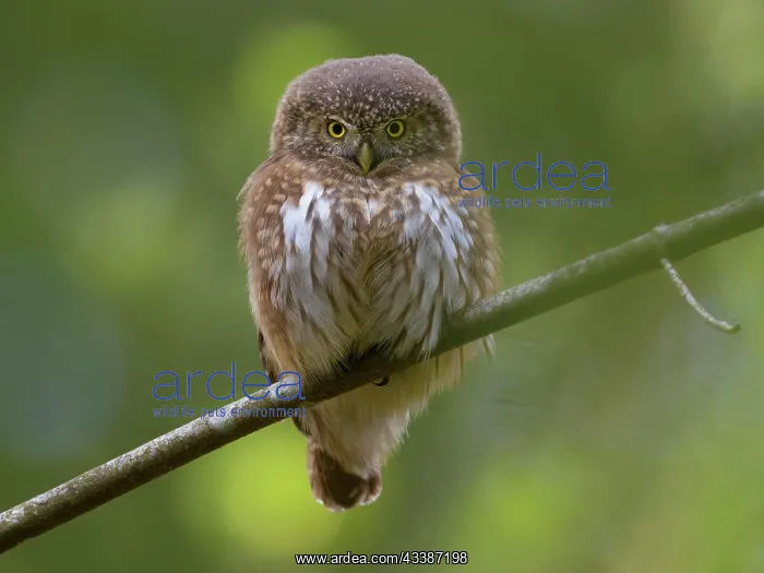 : Pygmy Owl (Glaucidium passerinum), female on beech : Pygmy Owl (Glaucidium passerinum), female on beech