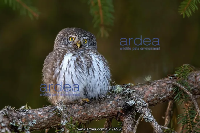 : Pygmy owl (Glaucidium passerinum), sitting on the : Pygmy owl (Glaucidium passerinum), sitting on the