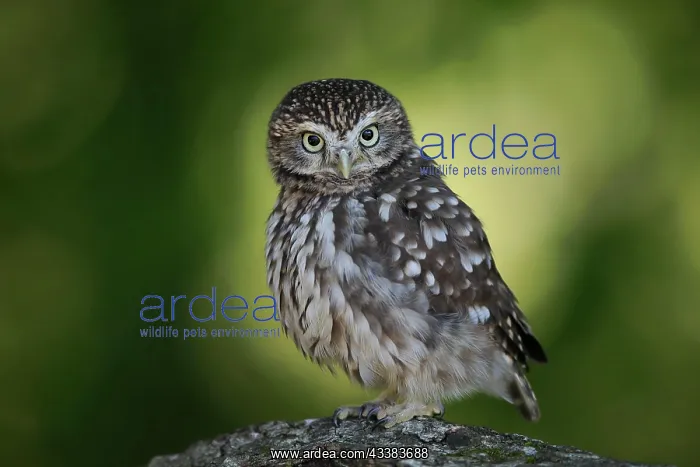 : Pygmy Owl (Glaucidium paYerinum), adult, on tree : Pygmy Owl (Glaucidium paYerinum), adult, on tree