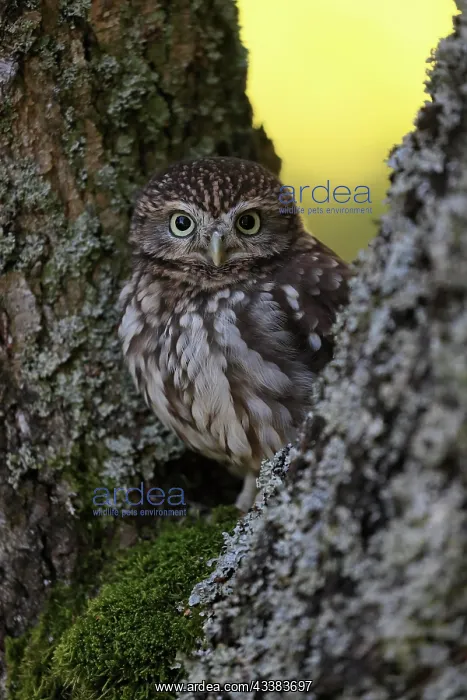 : Pygmy Owl (Glaucidium paYerinum), adult, on tree : Pygmy Owl (Glaucidium paYerinum), adult, on tree
