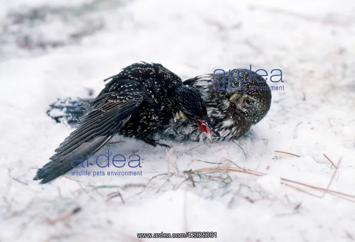 : Pygmy Owl - killing Starling : Pygmy Owl - killing Starling