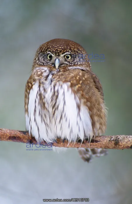 : Pygmy OWL - perching, fluffed-out : Pygmy OWL - perching, fluffed-out