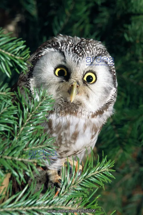 : Pygmy OWL - sits in tree : Pygmy OWL - sits in tree
