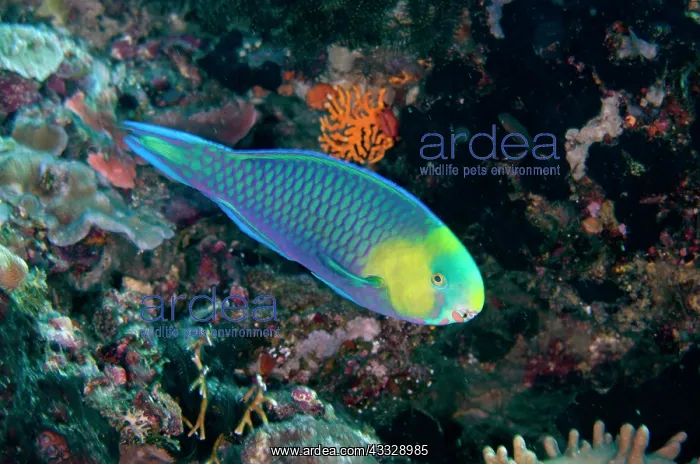 : Pygmy Parrotfish - Pasir Tidore dive site, Weda : Pygmy Parrotfish - Pasir Tidore dive site, Weda