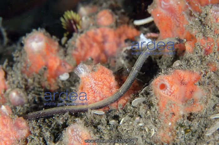 : Pygmy Pipefish - Ghost Bay dive site, Amed, Karangasem : Pygmy Pipefish - Ghost Bay dive site, Amed, Karangasem