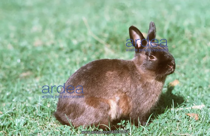 : PYGMY RABBIT - domestic breed : PYGMY RABBIT - domestic breed