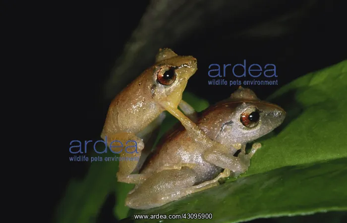 : Pygmy Rain Frogs : Pygmy Rain Frogs