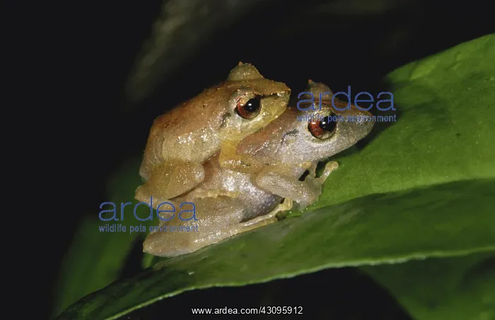 : Pygmy Rain Frogs : Pygmy Rain Frogs