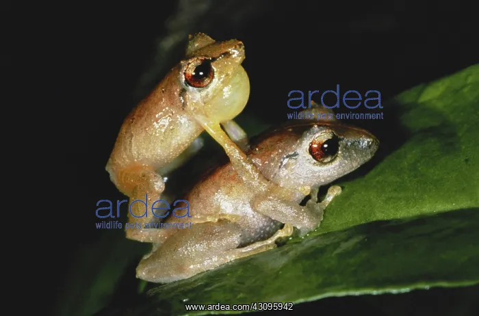 : Pygmy Rain Frogs : Pygmy Rain Frogs